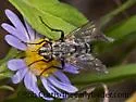 Trochilodes skinneri - photo 5