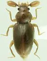 Trochoideus desjardinsi