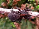 Trochosa abdita