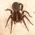 Trochosa abdita - photo 2