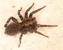 Trochosa abdita - photo 3