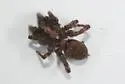 Trochosa abdita - photo 4
