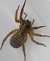 Trochosa sepulchralis