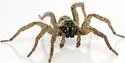 Trochosa sepulchralis - photo 2