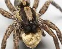 Trochosa sepulchralis - photo 3