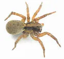 Trochosa sepulchralis - photo 4