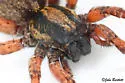 Trochosa sepulchralis - photo 5