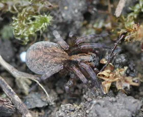 Trochosa terricola