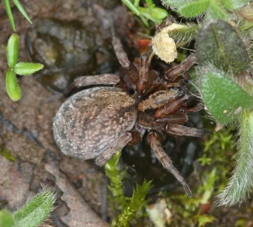 Trochosa terricola - photo 3