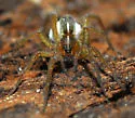 Trochosa urbana - photo 2