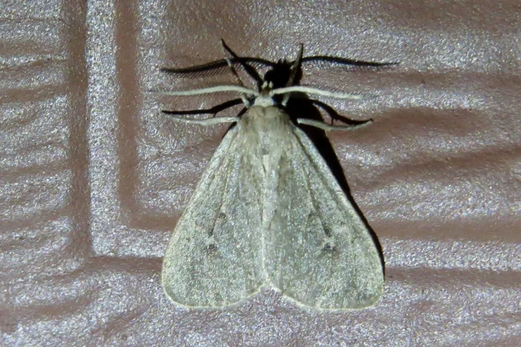Trocodima fuscipes - Hodges#8100 - photo 2