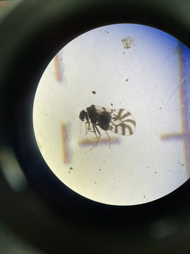 Troctopsocidae - photo 2