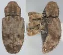 Troezon lutosus