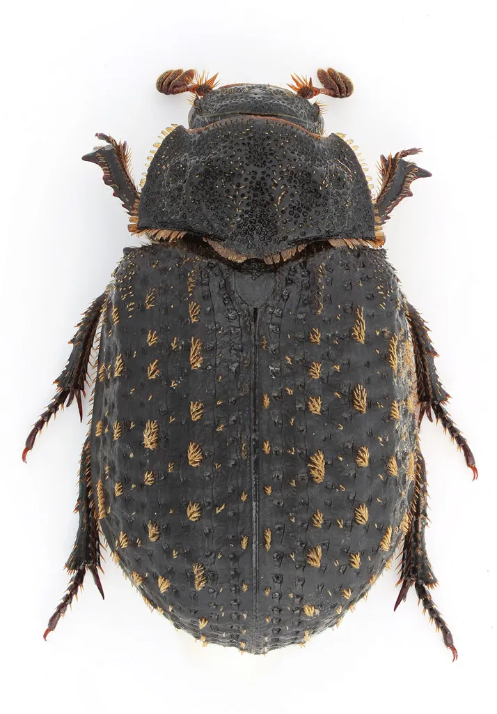 Hide Beetles - photo 2
