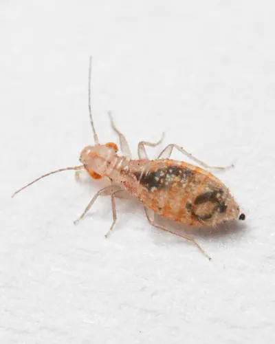Larger Pale Booklouse - photo 2