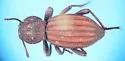 Trogloderus arcanus