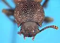 Trogloderus arcanus - photo 2
