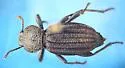 Trogloderus arcanus - photo 3