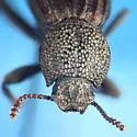 Trogloderus arcanus - photo 4