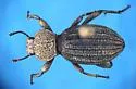Trogloderus arcanus - photo 5