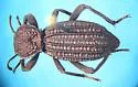 Trogloderus costatus
