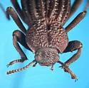 Trogloderus costatus - photo 2