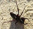Trogloderus kandai - photo 3
