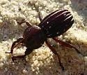 Trogloderus kandai - photo 4
