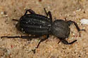 Trogloderus major
