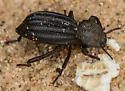 Trogloderus major - photo 2