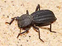 Trogloderus major - photo 3