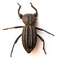 Trogloderus major - photo 4