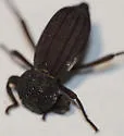 Trogloderus major - photo 5