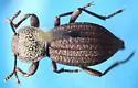 Trogloderus nevadus - photo 2