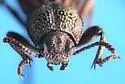 Trogloderus nevadus - photo 4