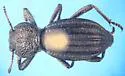 Trogloderus nevadus - photo 5