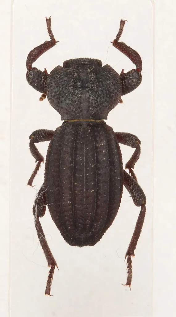 Trogloderus tuberculatus - photo 2