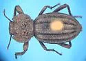 Trogloderus vandykei - photo 2