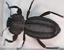 Trogloderus vandykei - photo 3
