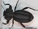 Trogloderus vandykei - photo 4