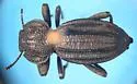 Trogloderus vandykei - photo 5
