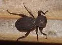 Trogloderus verpus