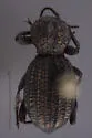 Trogloderus verpus - photo 2