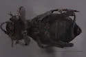 Trogloderus verpus - photo 3