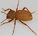 Trogloderus verpus - photo 4