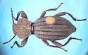 Trogloderus verpus - photo 5