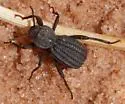 Trogloderus warneri - Trogloderus warneri
