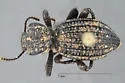 Trogloderus warneri - photo 2