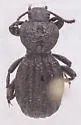 Trogloderus warneri - photo 3