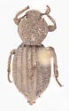 Trogloderus warneri - photo 4
